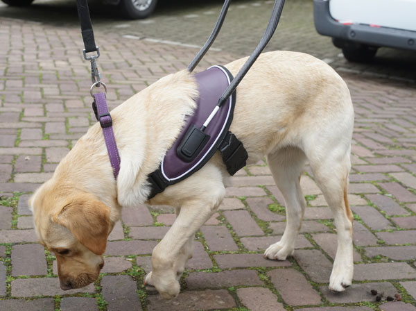 2045-KNGF-5 KNFG by npk design