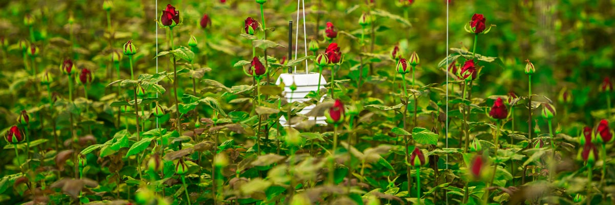 Technolution Sense2Grow by npk design