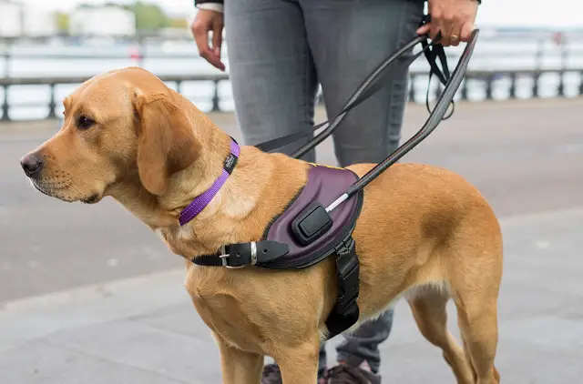 The Royal Dutch Guide Dog Foundation The Royal Dutch Guide Dog Foundation